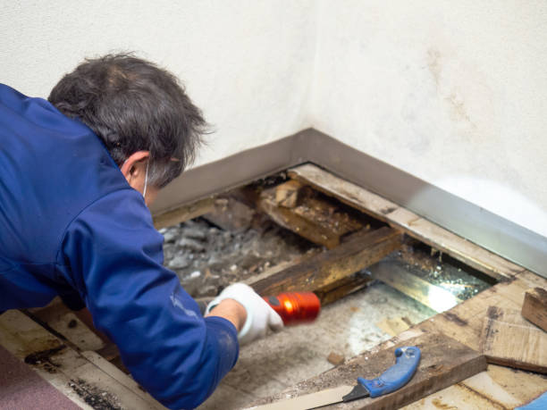 Best Mold Removal Near Me  in Palestine, IL
