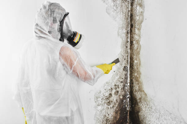 Best Fast Mold Removal  in Palestine, IL