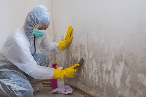 Best Professional Mold Removal  in Palestine, IL