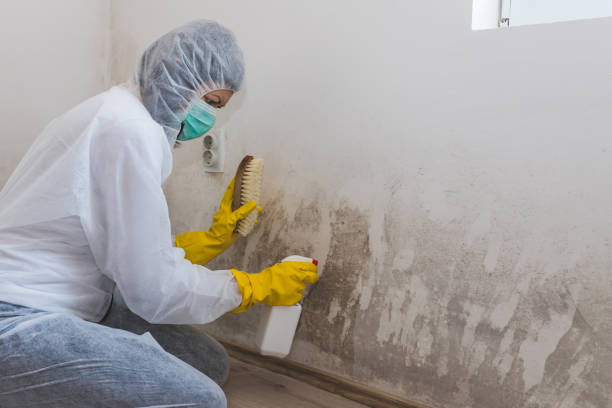 Best Home Mold Removal  in Palestine, IL