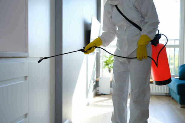 Best Mold Removal Near Me  in Palestine, IL