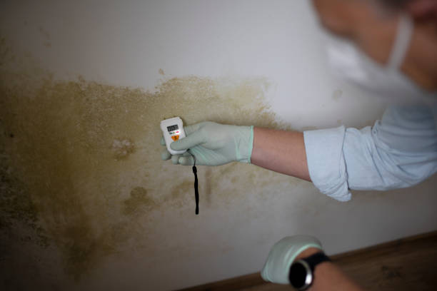 Best Mold Testing  in Palestine, IL