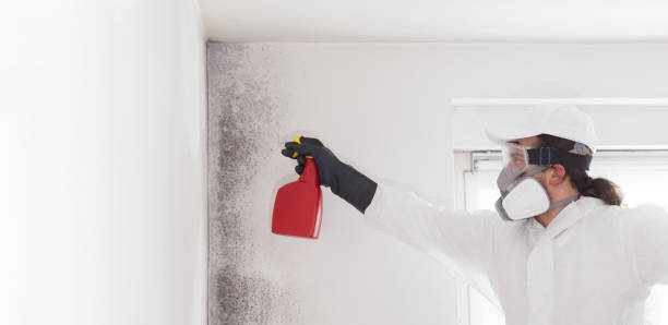 Best Mold Remediation Services  in Palestine, IL