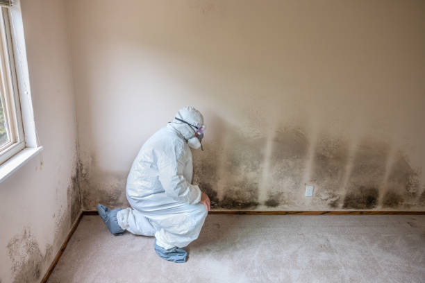 Best Certified Mold Removal  in Palestine, IL