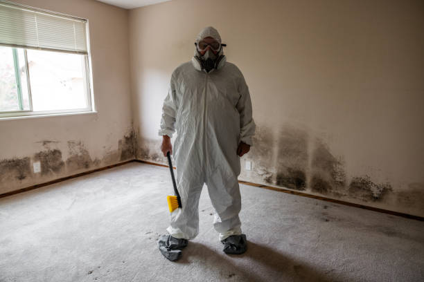 Best Local Mold Removal Service  in Palestine, IL